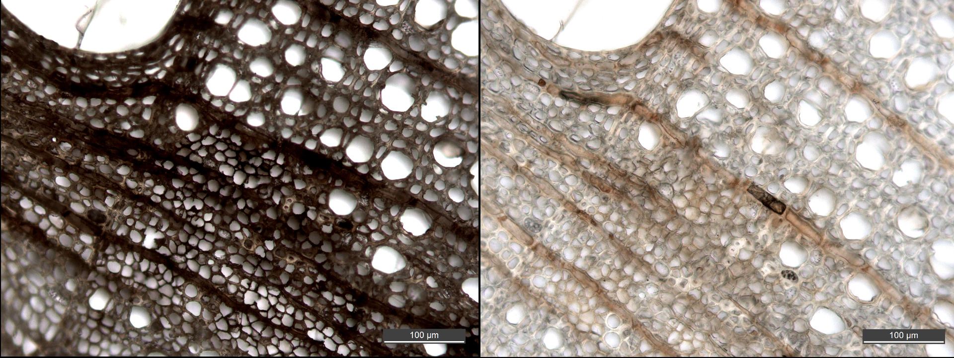 Urlakning av järn ur arkeologiskt trä med DTPA. Kvarvarande järnföreningar identifierade med Raman-mikroskopi (Holzforschung 74.11 (2020): 1043-1051.)